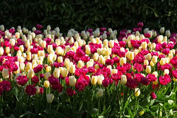Mieszanina fioletowych i białych tulipanów — Zdjęcie stockowe