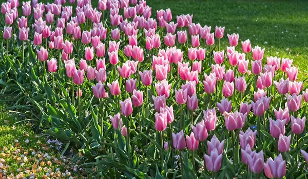 Un sacco di tulipani bianchi rosa — Foto Stock
