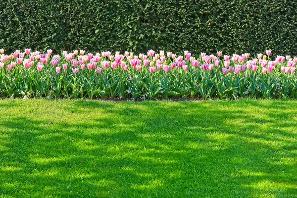 Línea de tulipanes blancos rosados —  Fotos de Stock