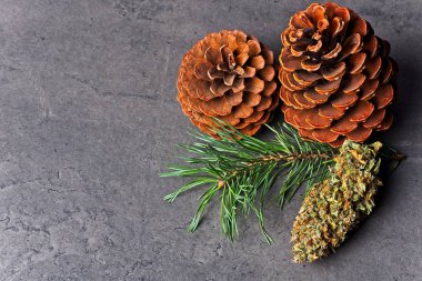 Çam iğnesi ve kozalaklı kenevir tomurcuğu