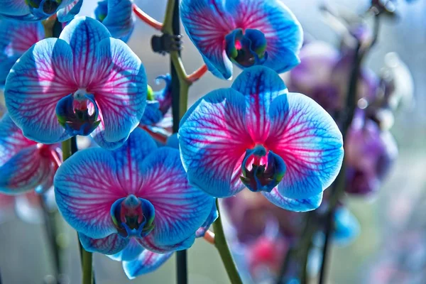 Blaue nad violette Orchidee — Stockfoto