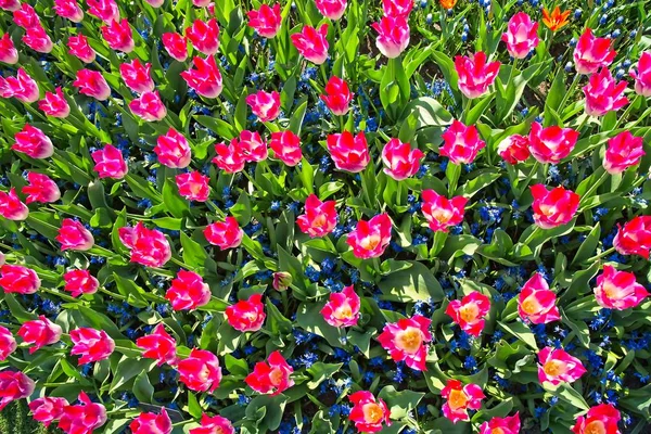 Viele rosa weiße Tulpen — Stockfoto