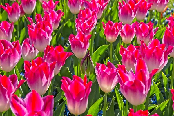 Campo de tulipas vermelhas fotos, imagens de © Gleti #142468221