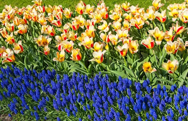 Pasek tulipanów i bellevalia — Zdjęcie stockowe