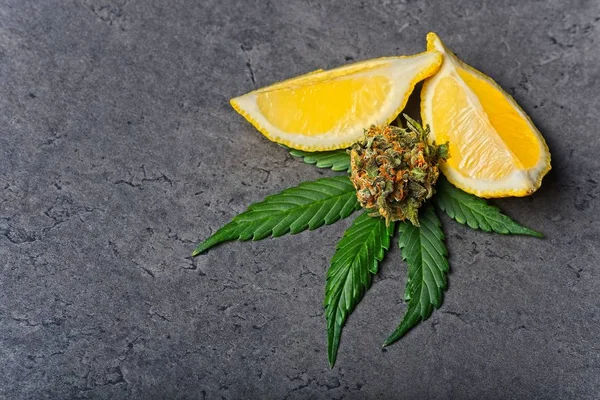 大麻の芽とレモンの葉 — ストック写真