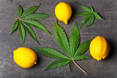 Kenevir limonlu yaprak