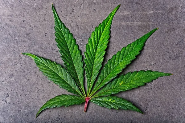 Cannabis blad på grå bakgrund — Stockfoto
