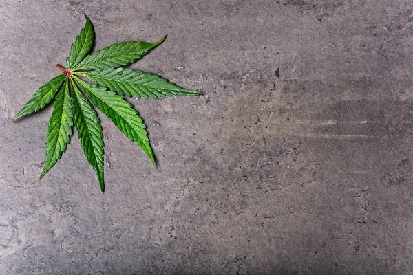 Cannabis leaf on gray background — Stock Photo, Image