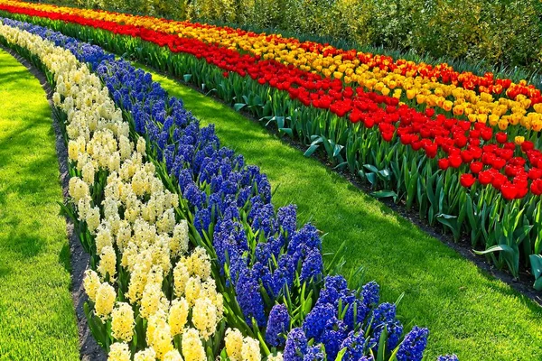 Stripes of colorful tulips and Hyacinthus — Stok fotoğraf