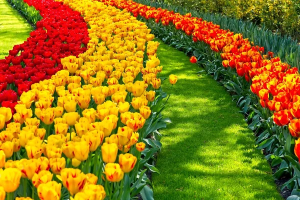 Streifen aus bunten Tulpen — Stockfoto