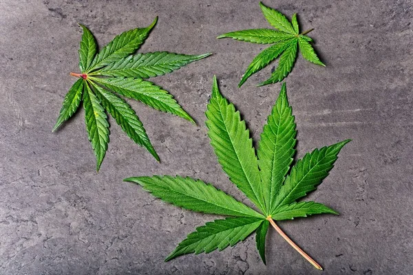 Tres hojas de cannabis húmedo sobre gris — Foto de Stock