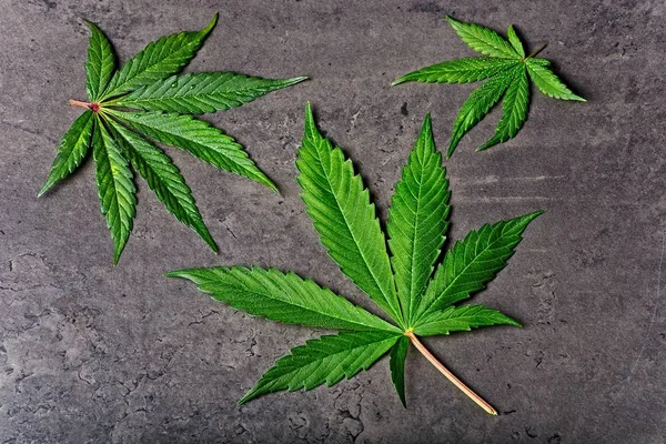 Drei nasse Cannabisblätter auf grau — Stockfoto