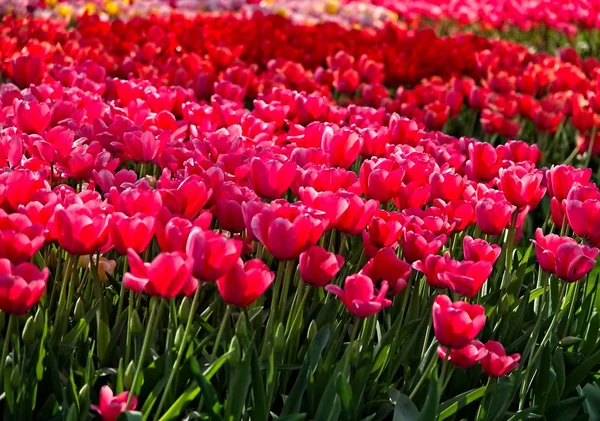 Czerwone i różowe tulipany — Zdjęcie stockowe
