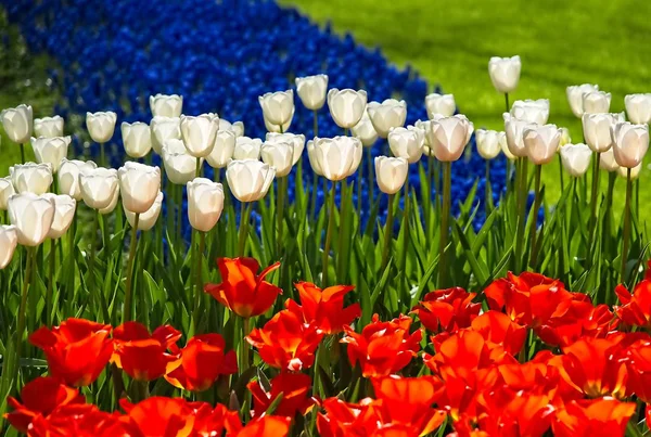Weiße Tulpen auf blau und rot — Stockfoto