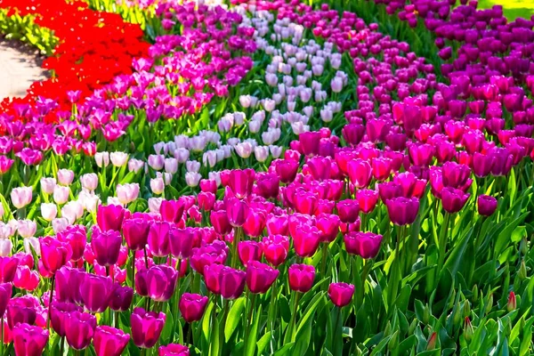 Rayas de tulipán coloridas —  Fotos de Stock