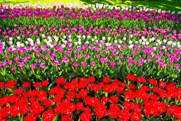 Bandes de tulipes colorées — Photo