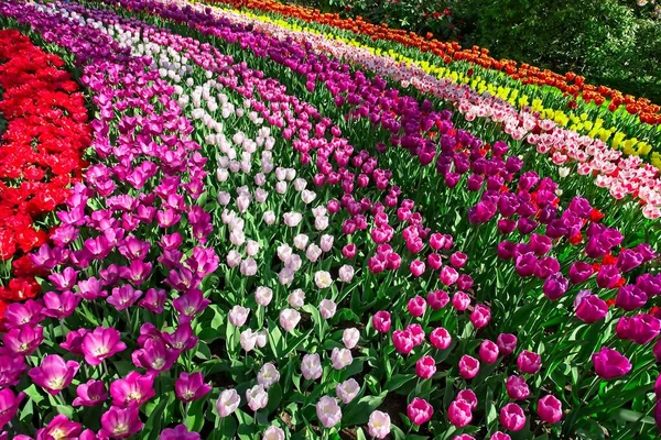Kolorowe paski tulipanowe — Zdjęcie stockowe