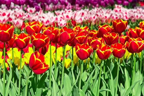 Pełna rama kolorowych tulipanów — Zdjęcie stockowe