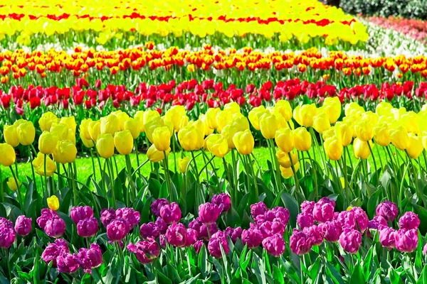 Pełna rama kolorowych tulipanów — Zdjęcie stockowe
