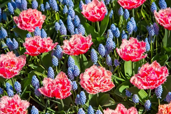 Cadre Complet Tulipes Roses Rouges Mélangées Des Bellevalias Bleu Clair — Photo