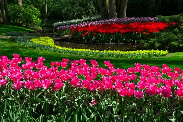 Tulpen im Park — Stockfoto