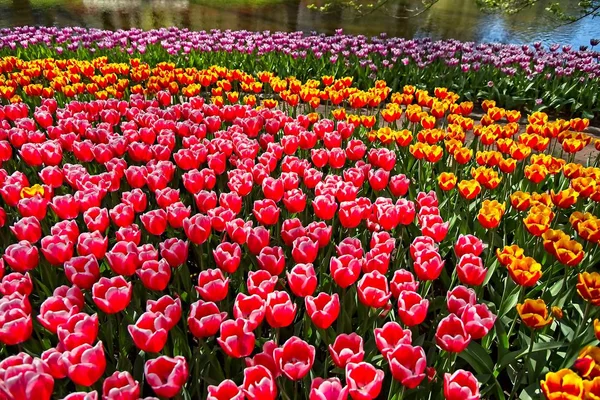 Tulipani da un'acqua — Foto Stock