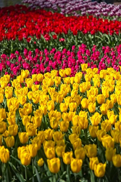 Volledig frame van kleurrijke tulpen — Stockfoto