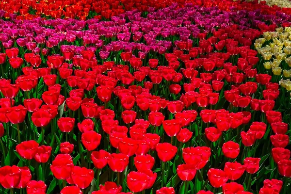 Bunte rote Tulpen — Stockfoto