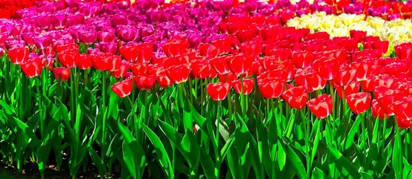 Bunte Tulpen — Stockfoto