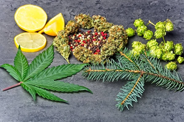 Kannabisz bimbó és levél hoppy, bors, citrom és fenyő tűvel — Stock Fotó