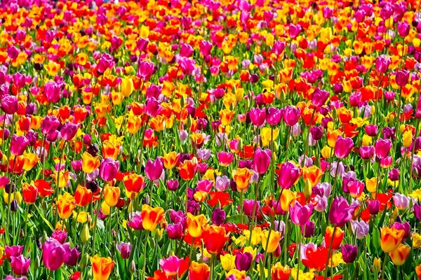 Full frame of colorful tulips