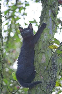 Kara kedi ağaca tırmanıyor.