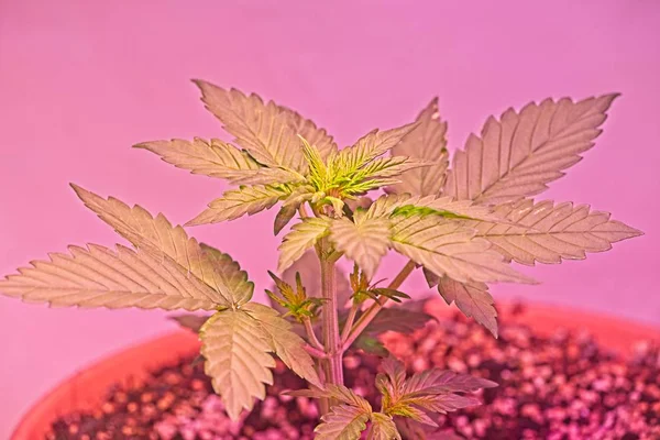 Jovens plantas de cannabis — Fotografia de Stock