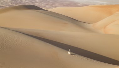 Man in kandura in a desert at sunrise clipart