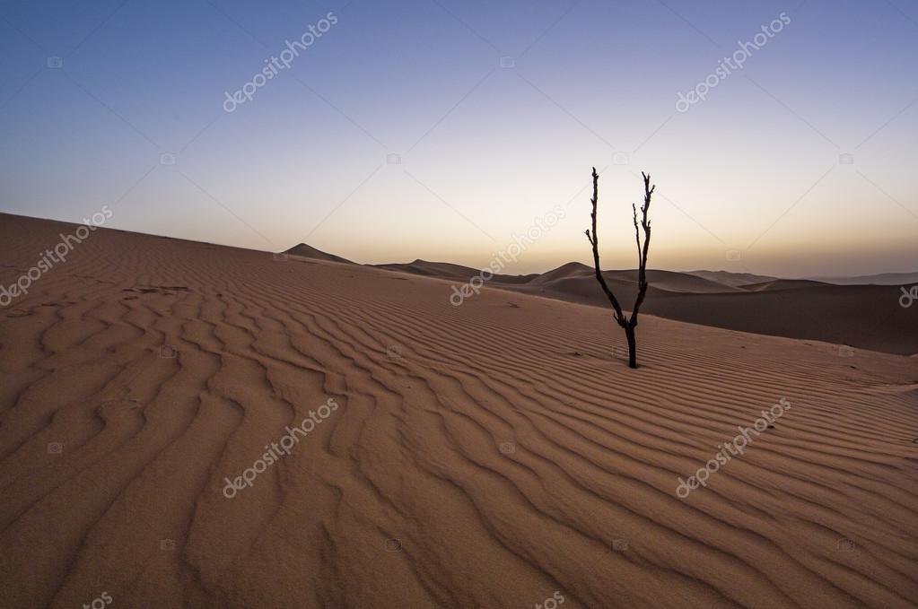 Мертвое Дерево В Пустыне Стоковое Фото ©katiekk 125735892