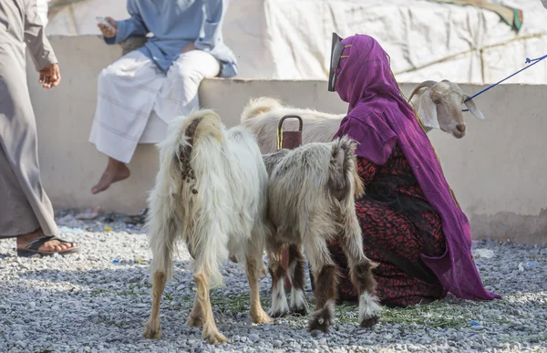 Omaanse vrouw met haar geiten — Stockfoto