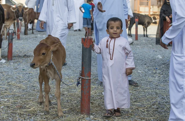 Małe dziecko z młode krowy — Zdjęcie stockowe