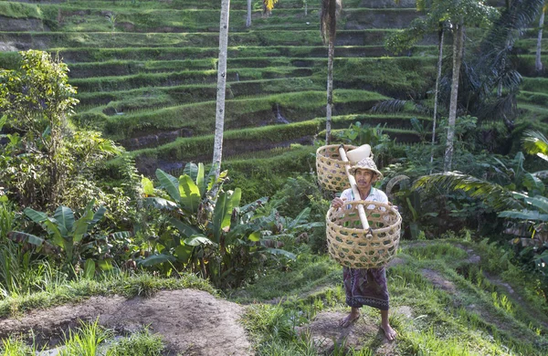 Agricultor de arroz em um campo de arroz — Fotografia de Stock