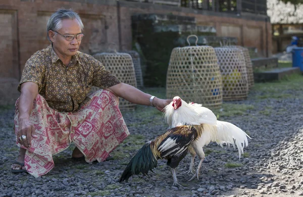 Balinese man met een hanen — Stockfoto