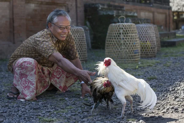 Balinese man met een hanen — Stockfoto