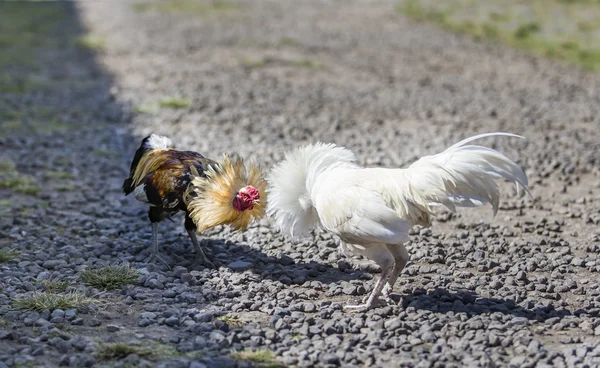 Hanengevecht in landelijk Bali — Stockfoto