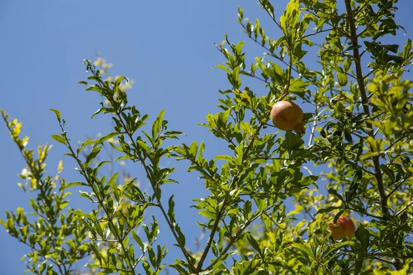 Fruta de romã na árvore — Fotografia de Stock