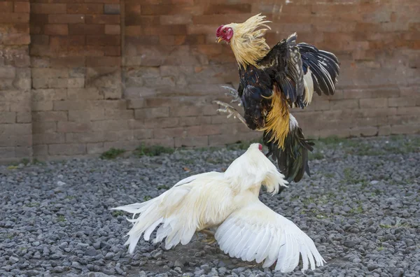 Cockfight in rural Bali — Stock Photo, Image