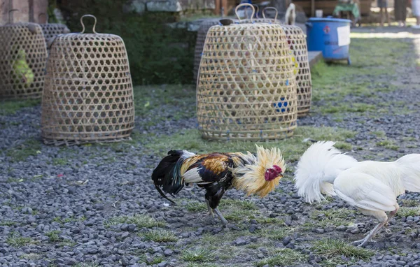 Cockfight in rural Bali — Stock Photo, Image