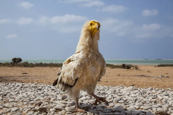 Sokotra Mısır akbabası — Stok fotoğraf