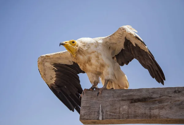 Buitre egipcio en Socotra — Foto de Stock