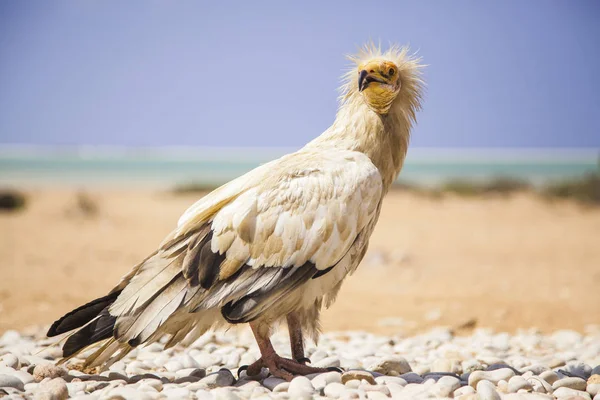 Avvoltoio egiziano a Socotra — Foto Stock