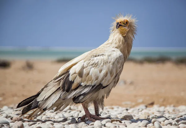 Sokotra Mısır akbabası — Stok fotoğraf