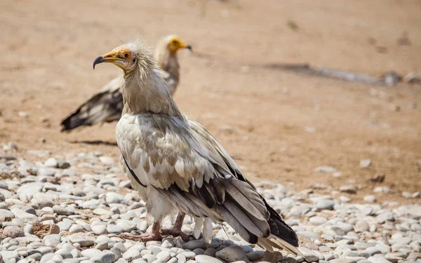 Socotra 이집트 독수리 — 스톡 사진