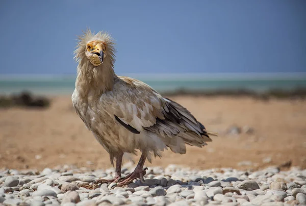 Sokotra Mısır akbabası — Stok fotoğraf